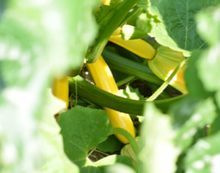 自家菜園で採れた野菜：２